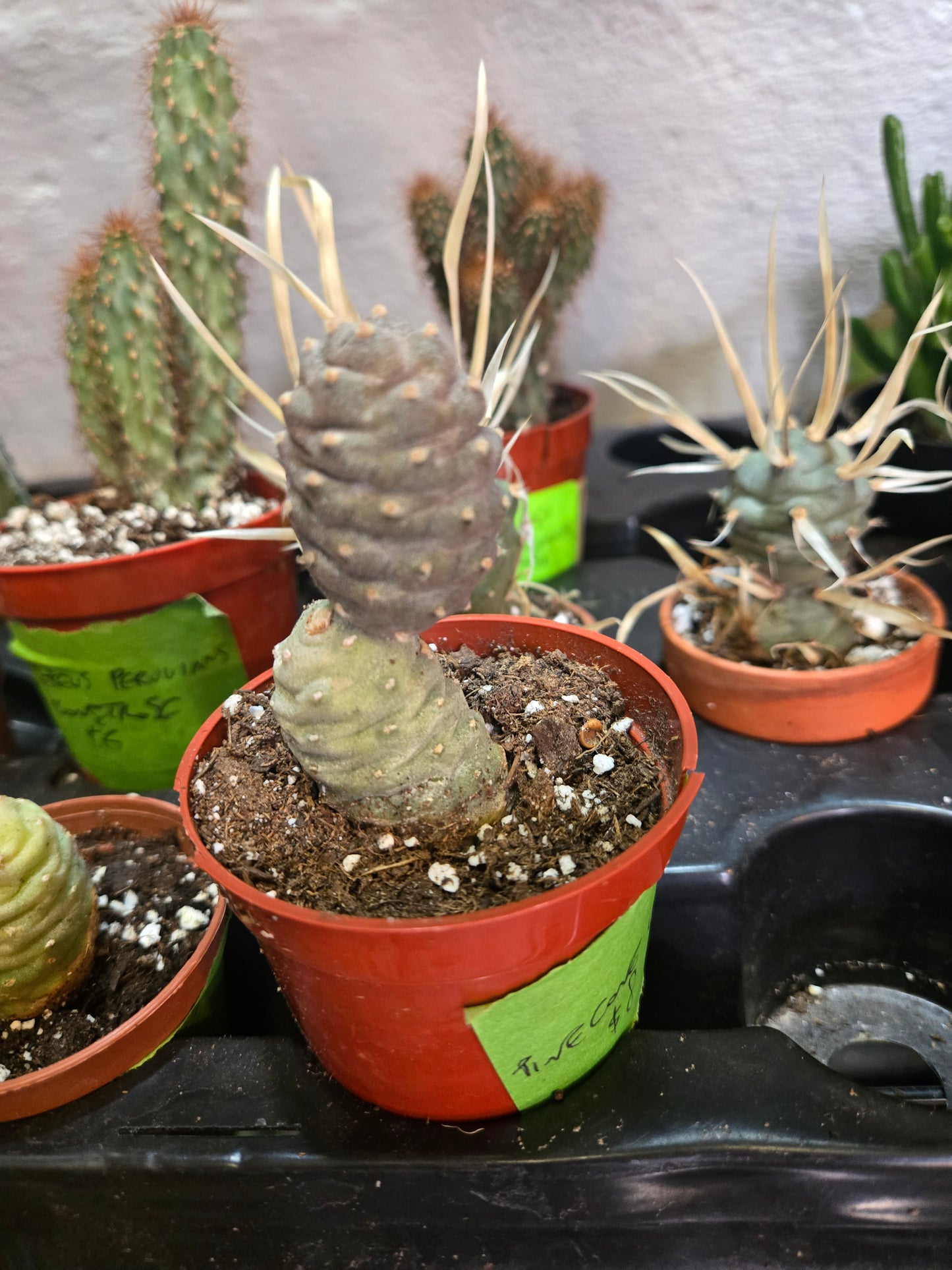 Pinecone cactus