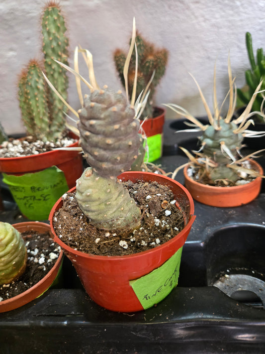Pinecone cactus