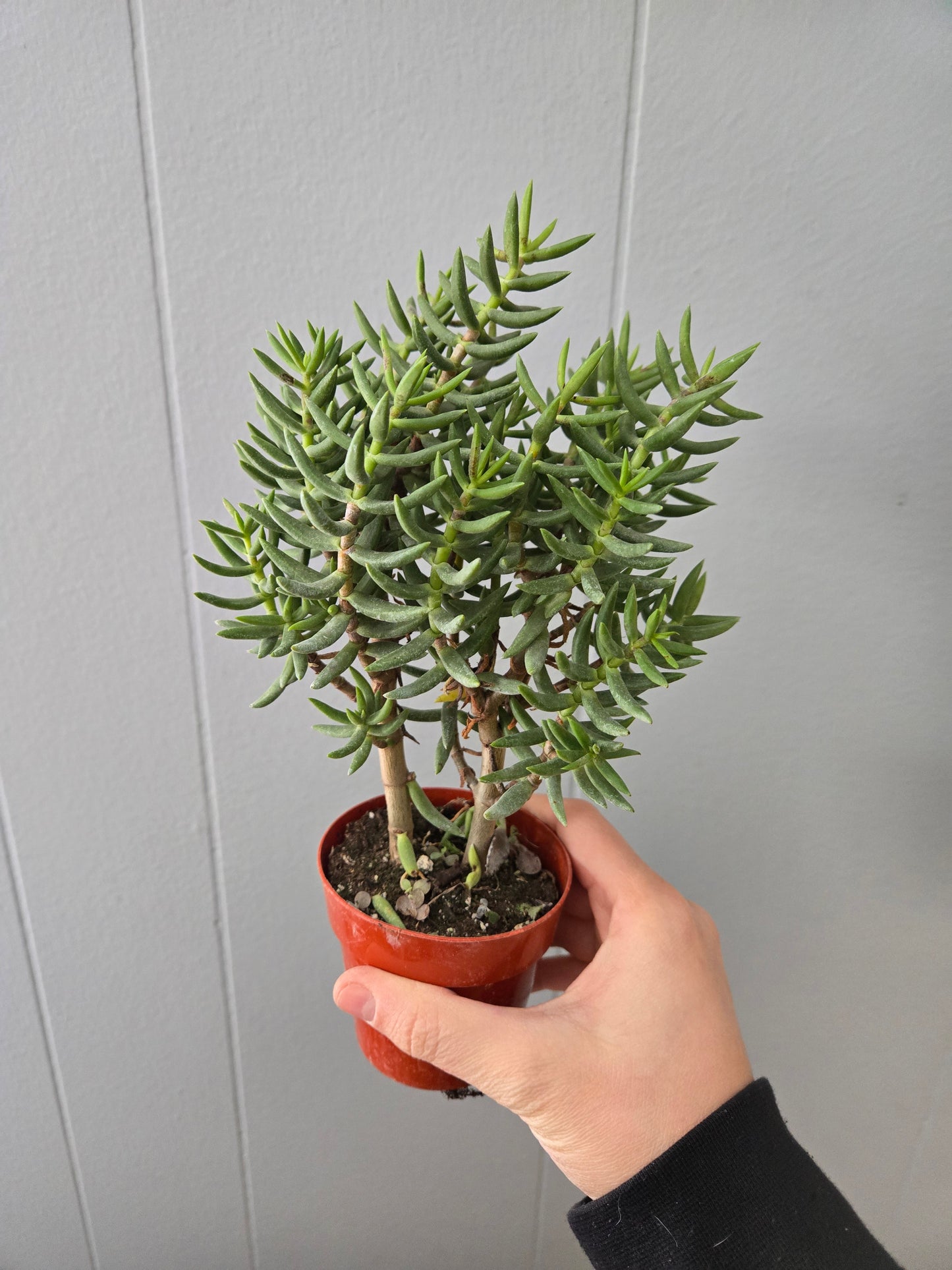 Crassula Tetragona