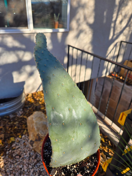 Opuntia engelmannii linguiformis