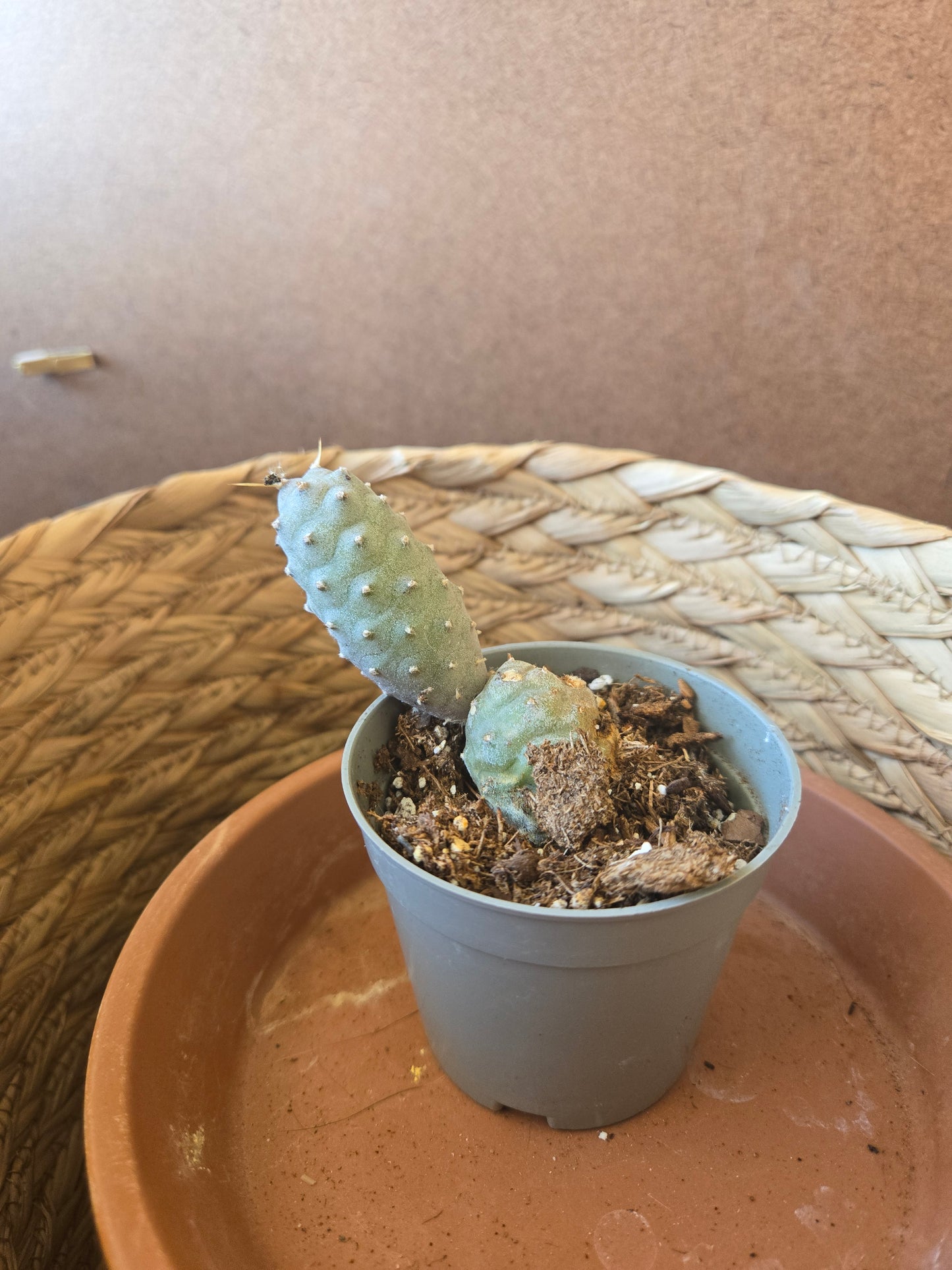 Pinecone cactus