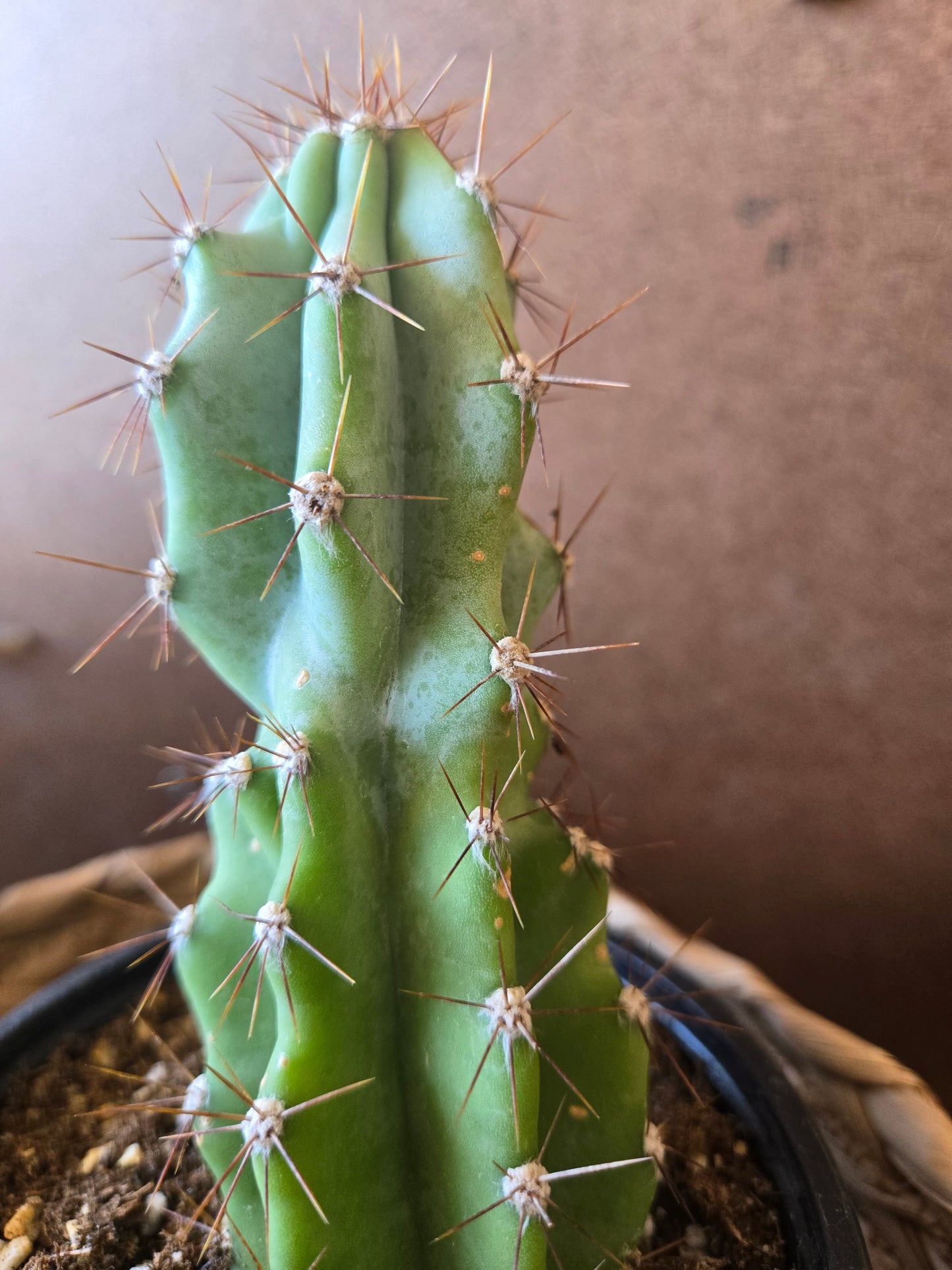 Cereus peruvianus monstrose