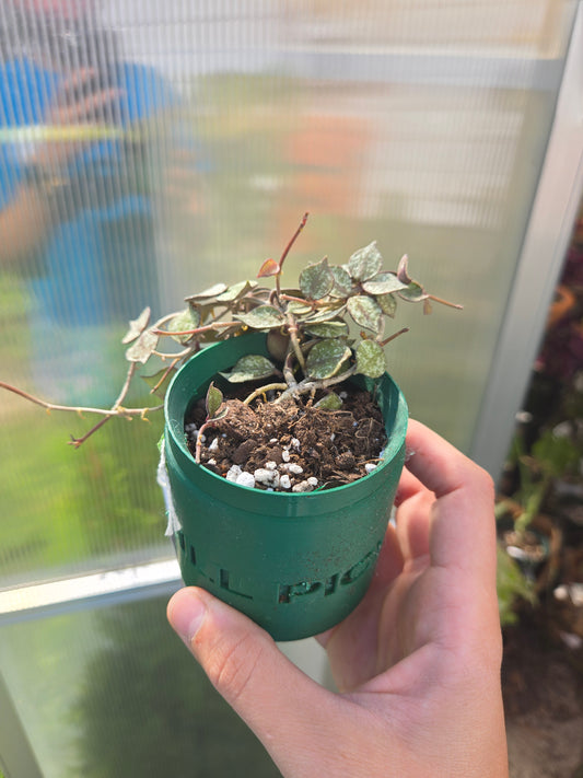 Hoya Curtisii
