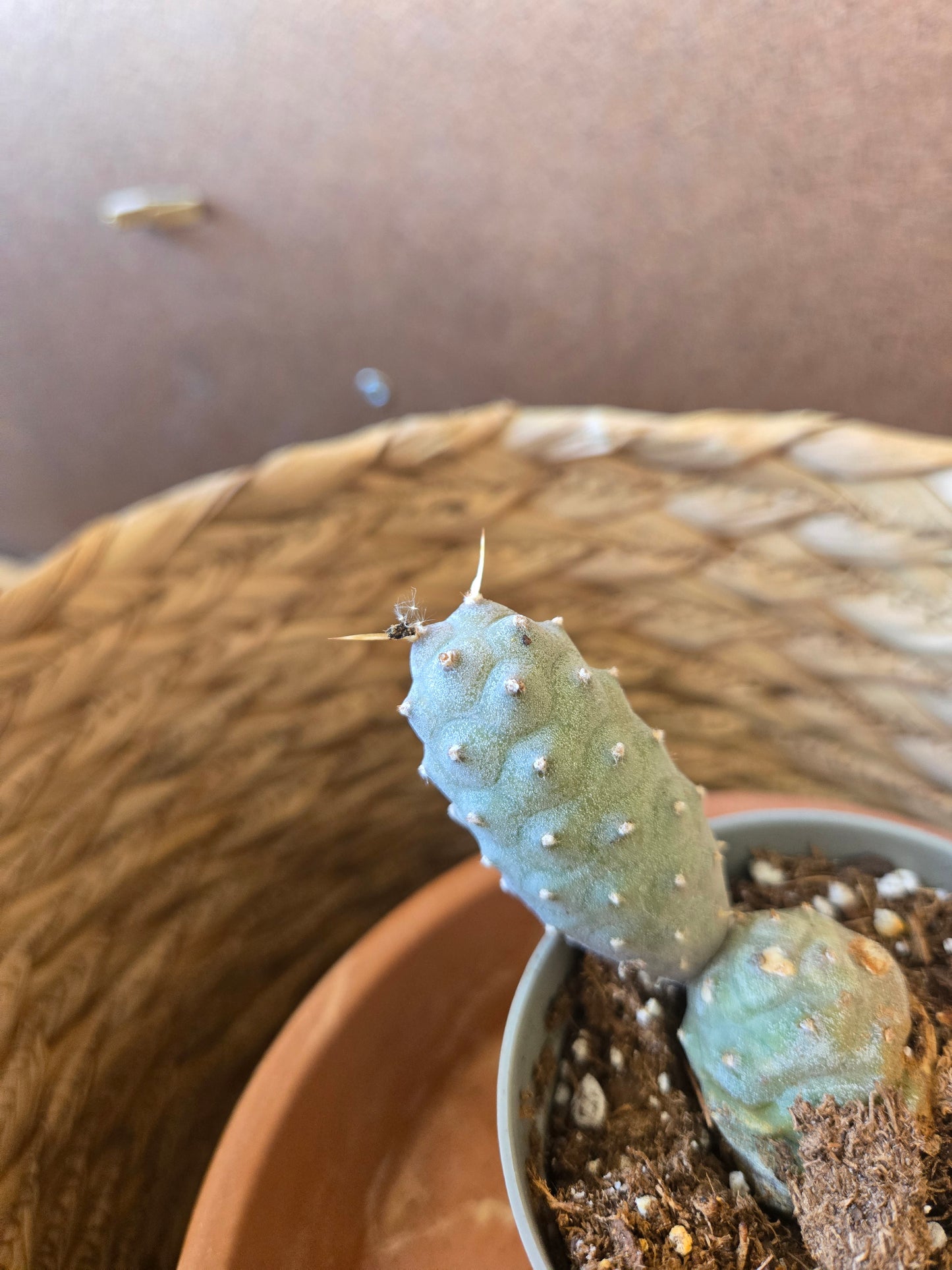Pinecone cactus