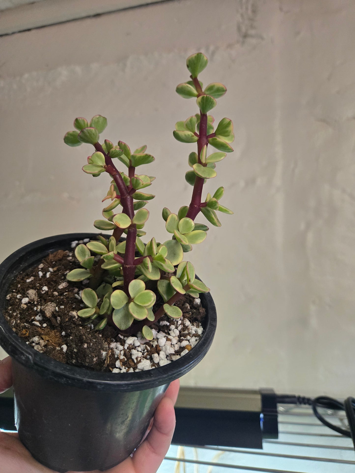 Variegated elephant bush