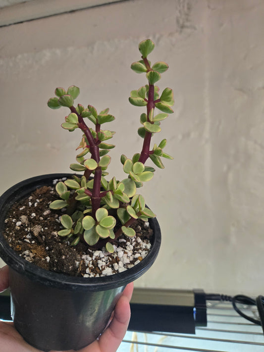 Variegated elephant bush