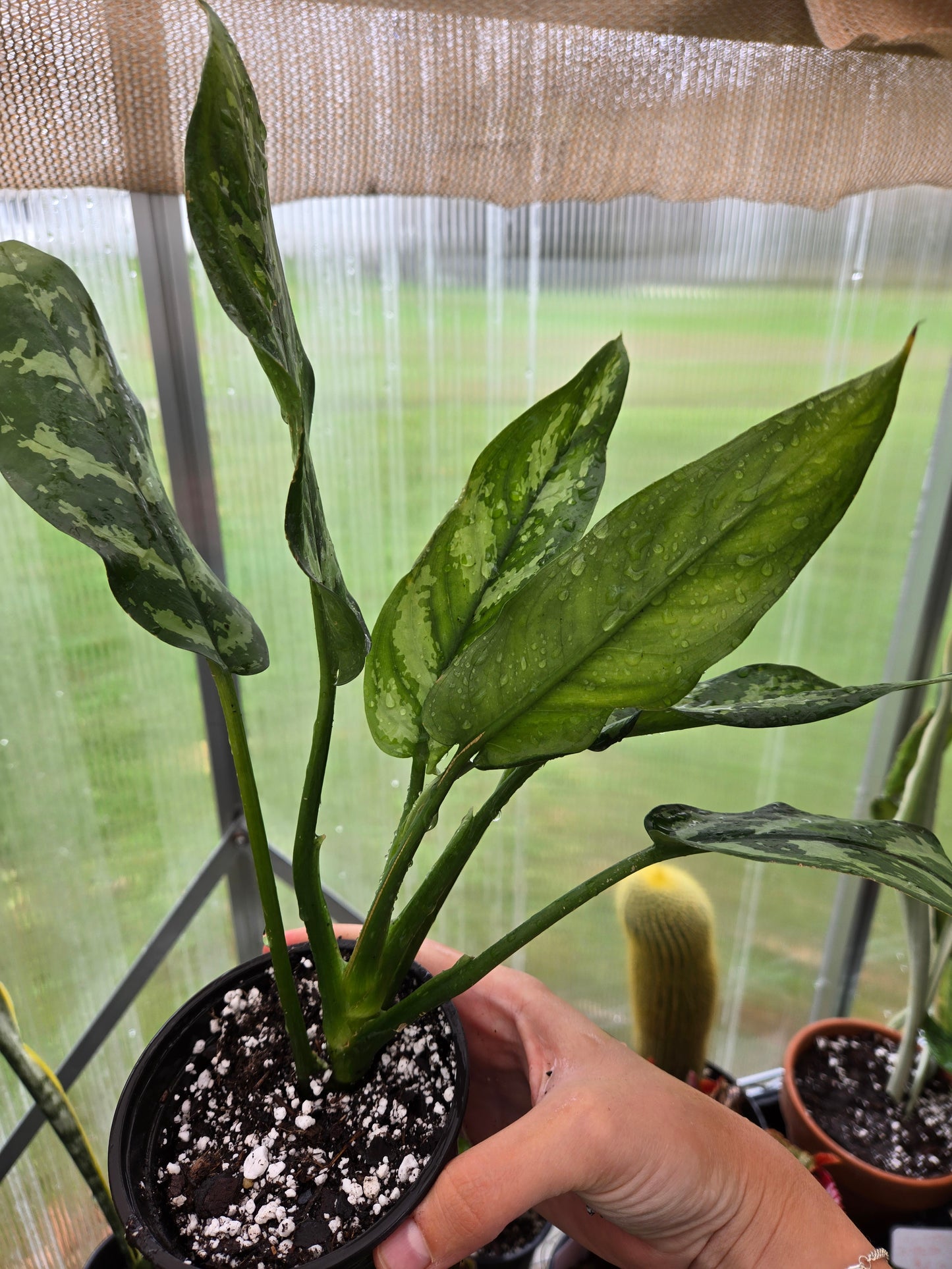 Aglaonema Maria