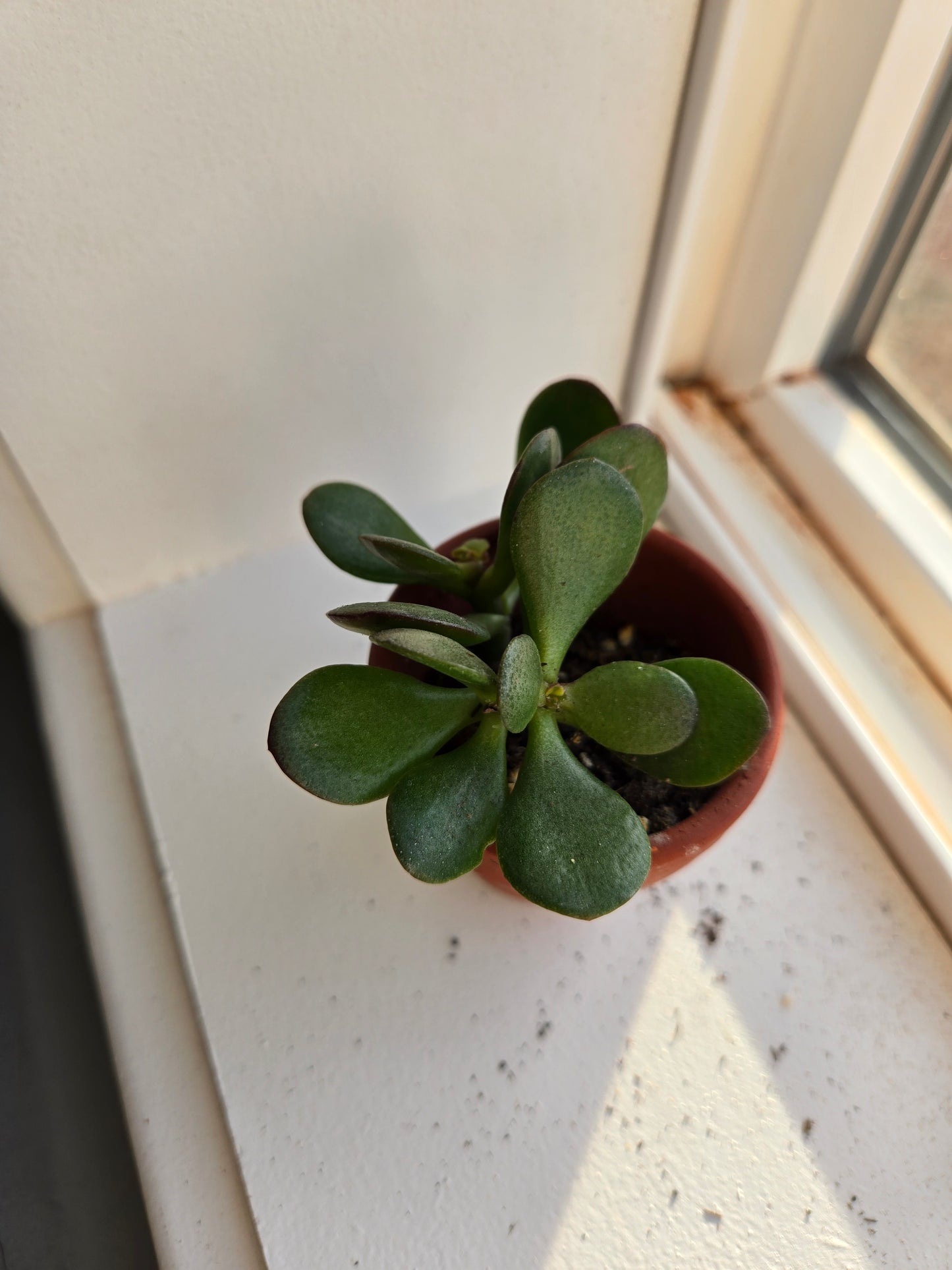Jade Plant