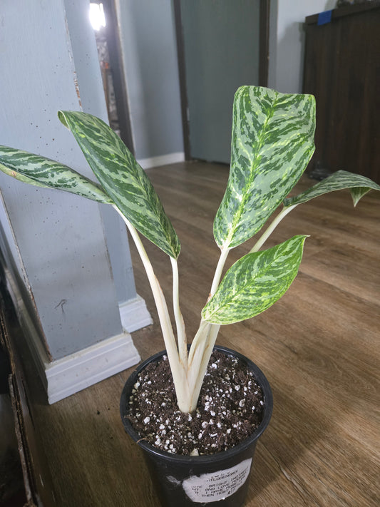 Aglaonema golden madonna