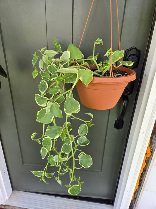 Peperomia Scandens v.
