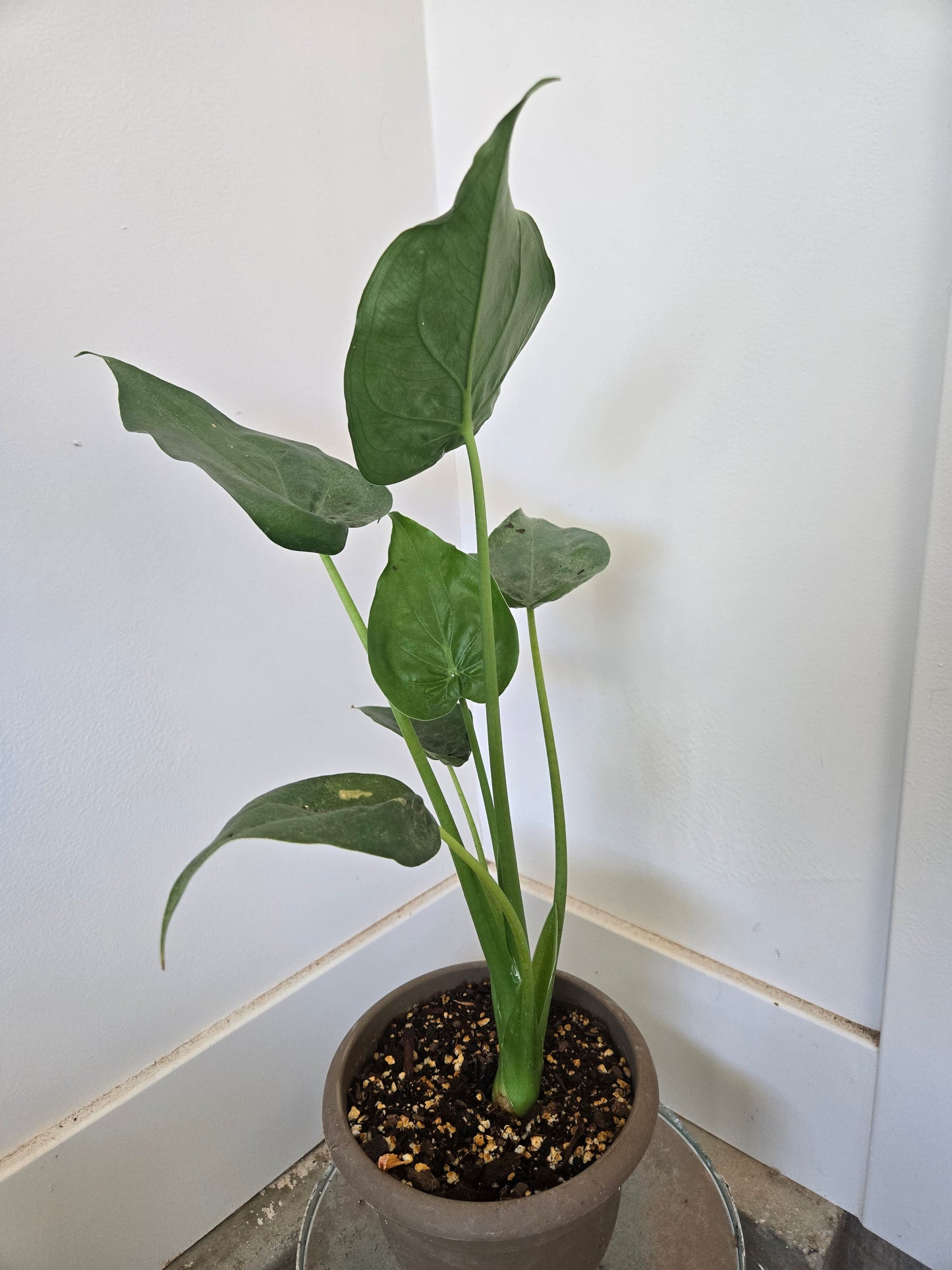 Alocasia tiny dancer