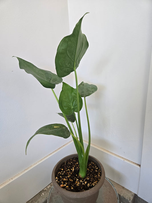 Alocasia tiny dancer