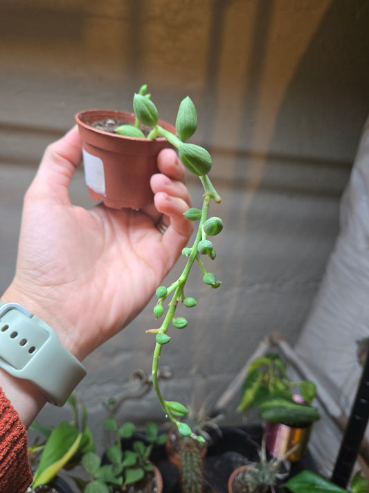 String of watermelons