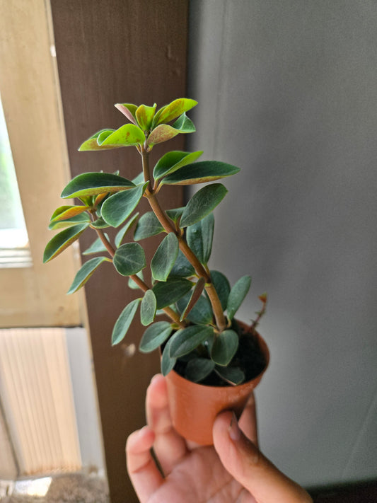Peperomia Red Log