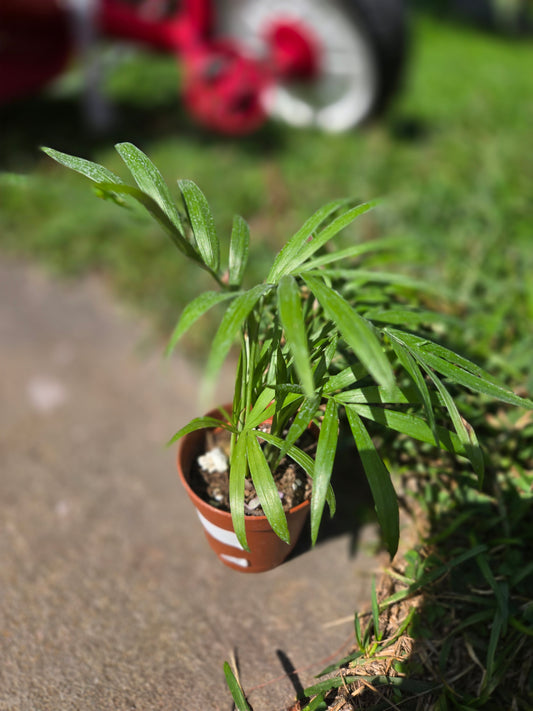 Parlor Palm