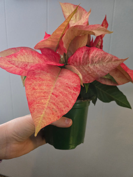 Poinsettia