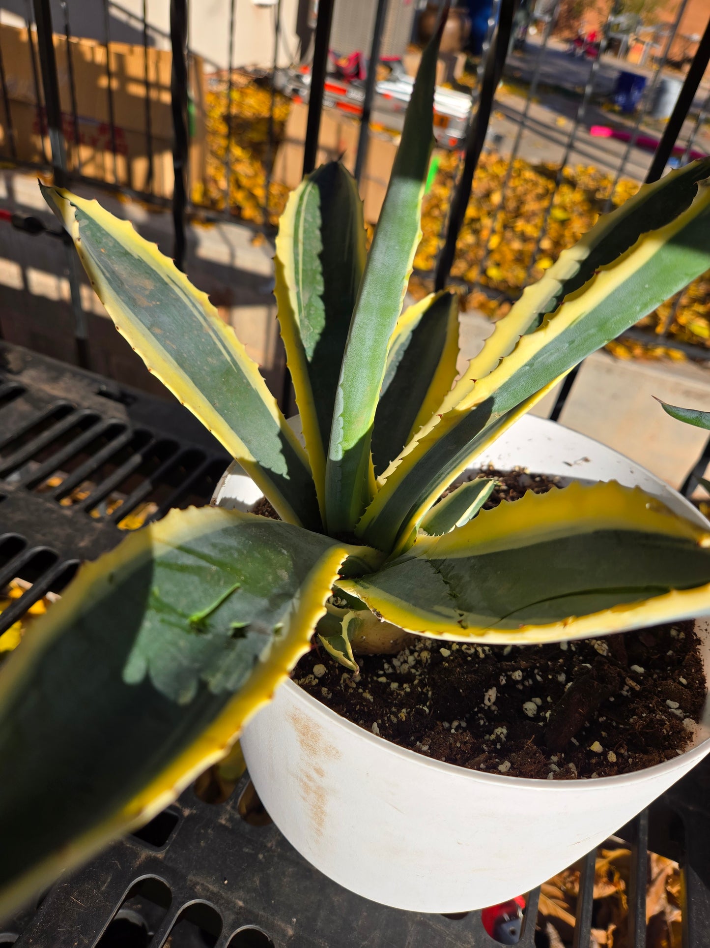 Century plant v.(American agave Variegata)