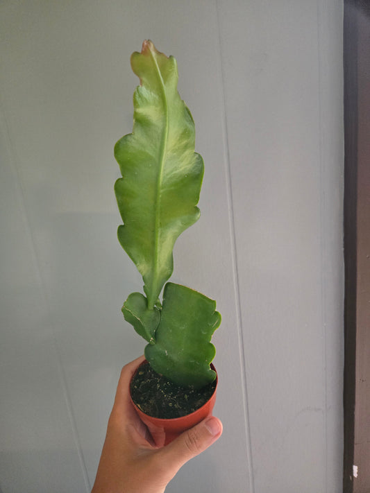 Epiphyllum Crenatum