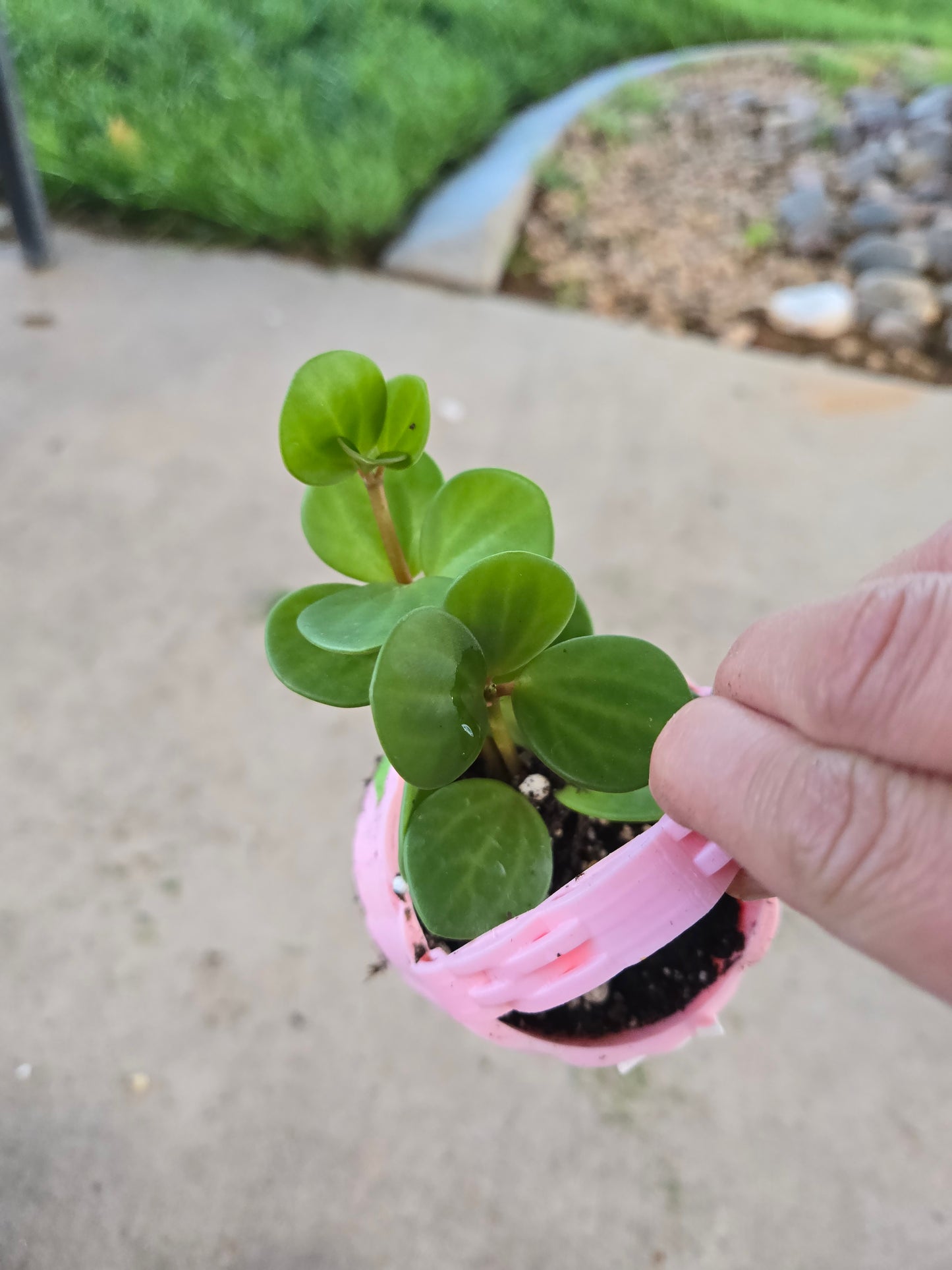 Peperomia Hope basket
