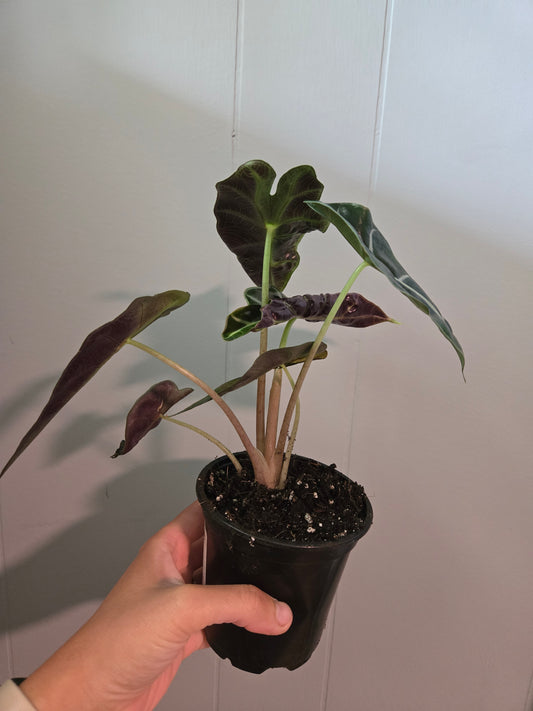 Alocasia Amazonica