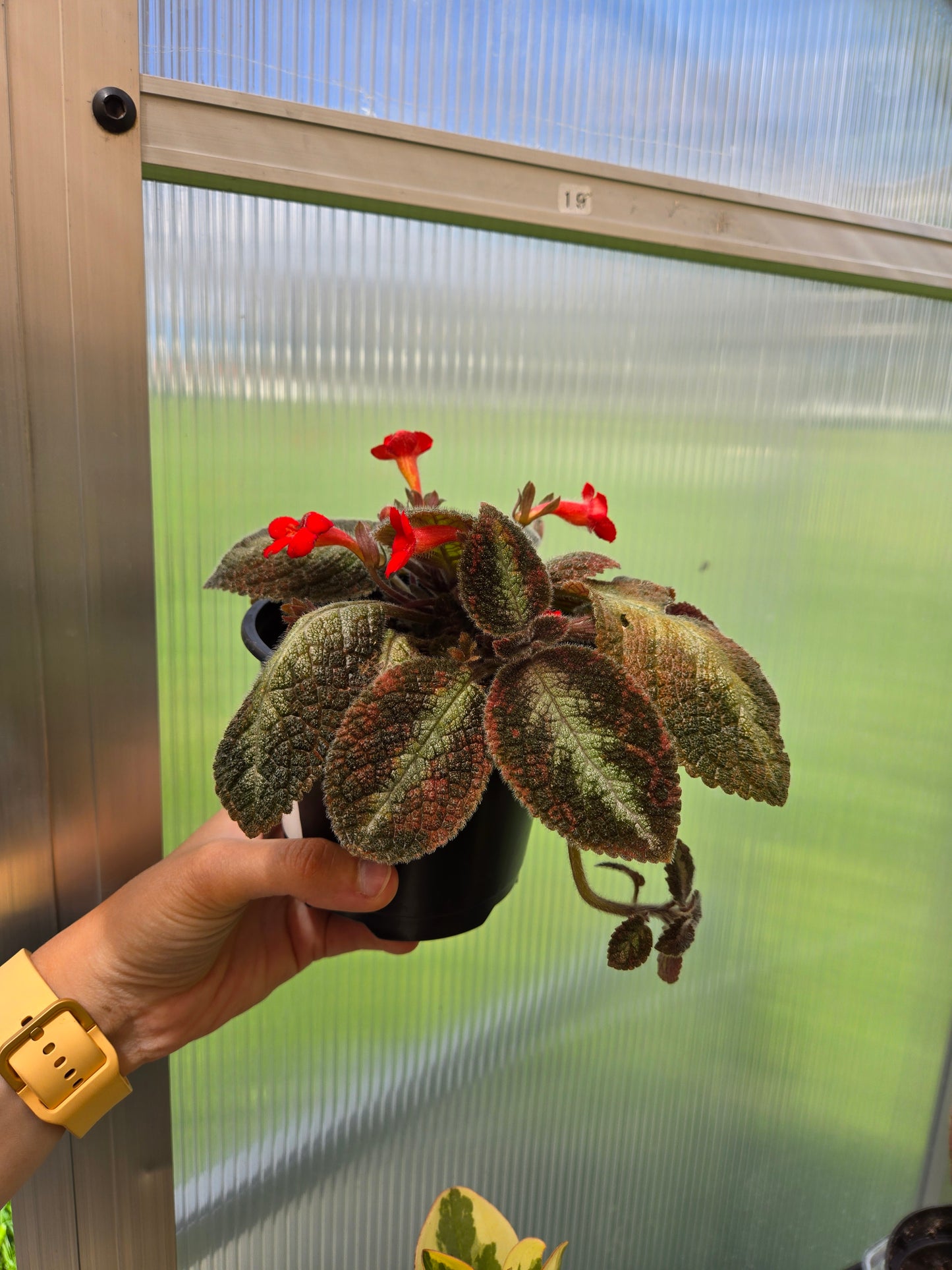 Episcia