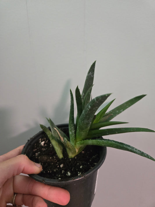 Haworthia pentagona