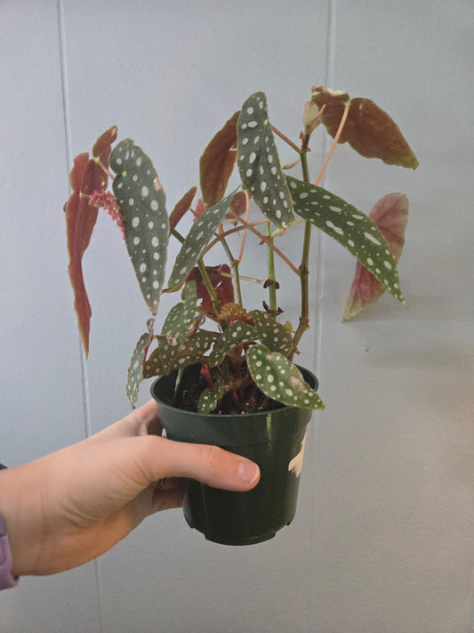 Begonia Maculata