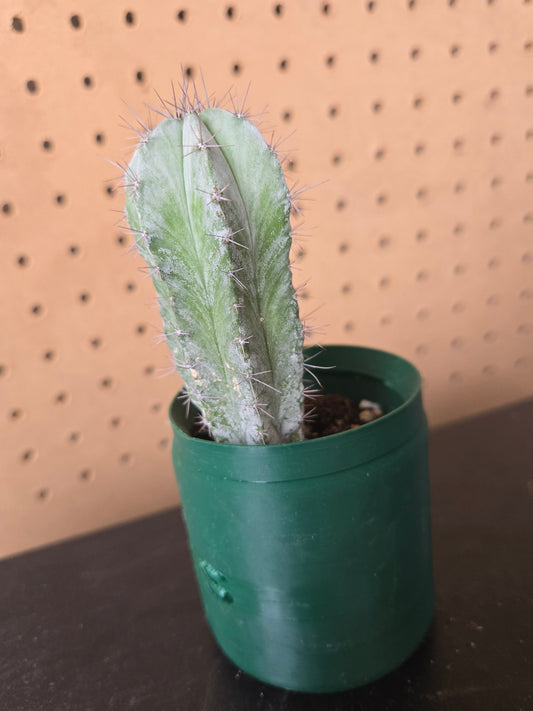 Polaskia chichipe