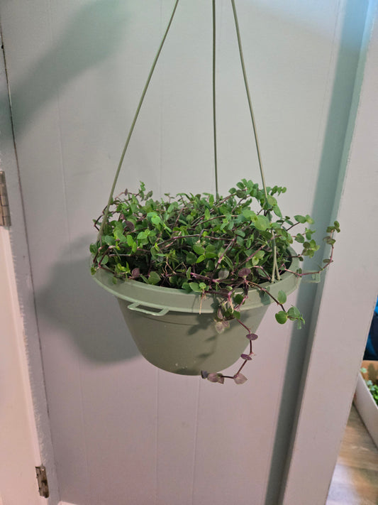 Callisia repens
