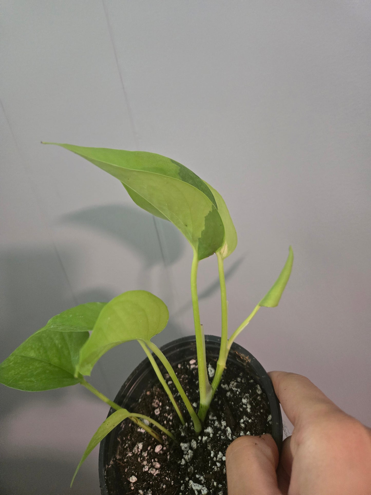 Neon Pothos