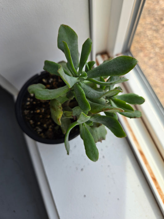 Curly jade plant