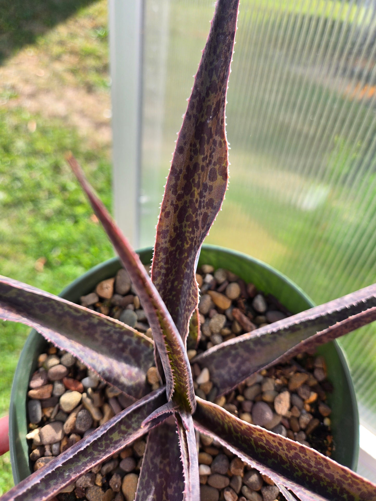 Rattlesnake agave/manfreda maculosa