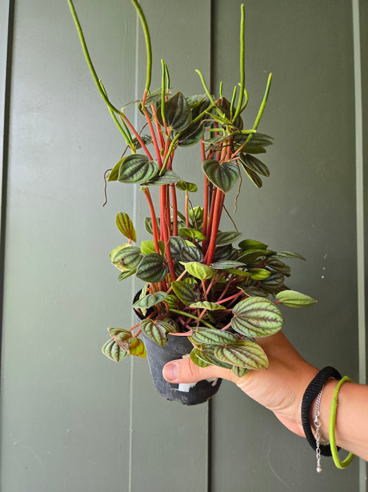 Peperomia piccolo panda
