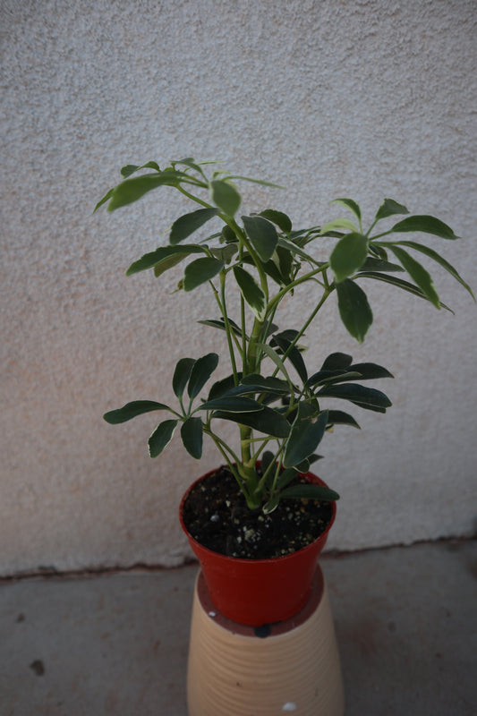 Schefflera Arbicola moondrop