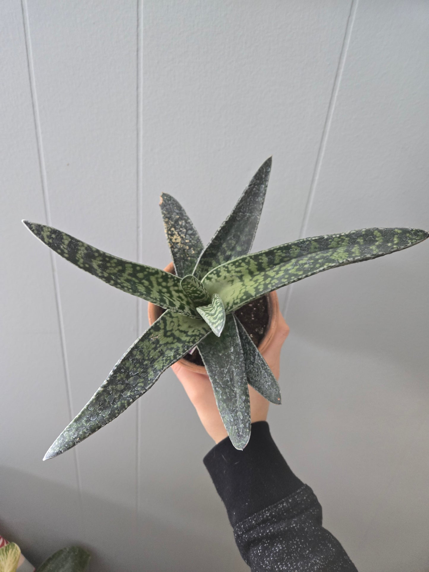 Gasteria Bicolor