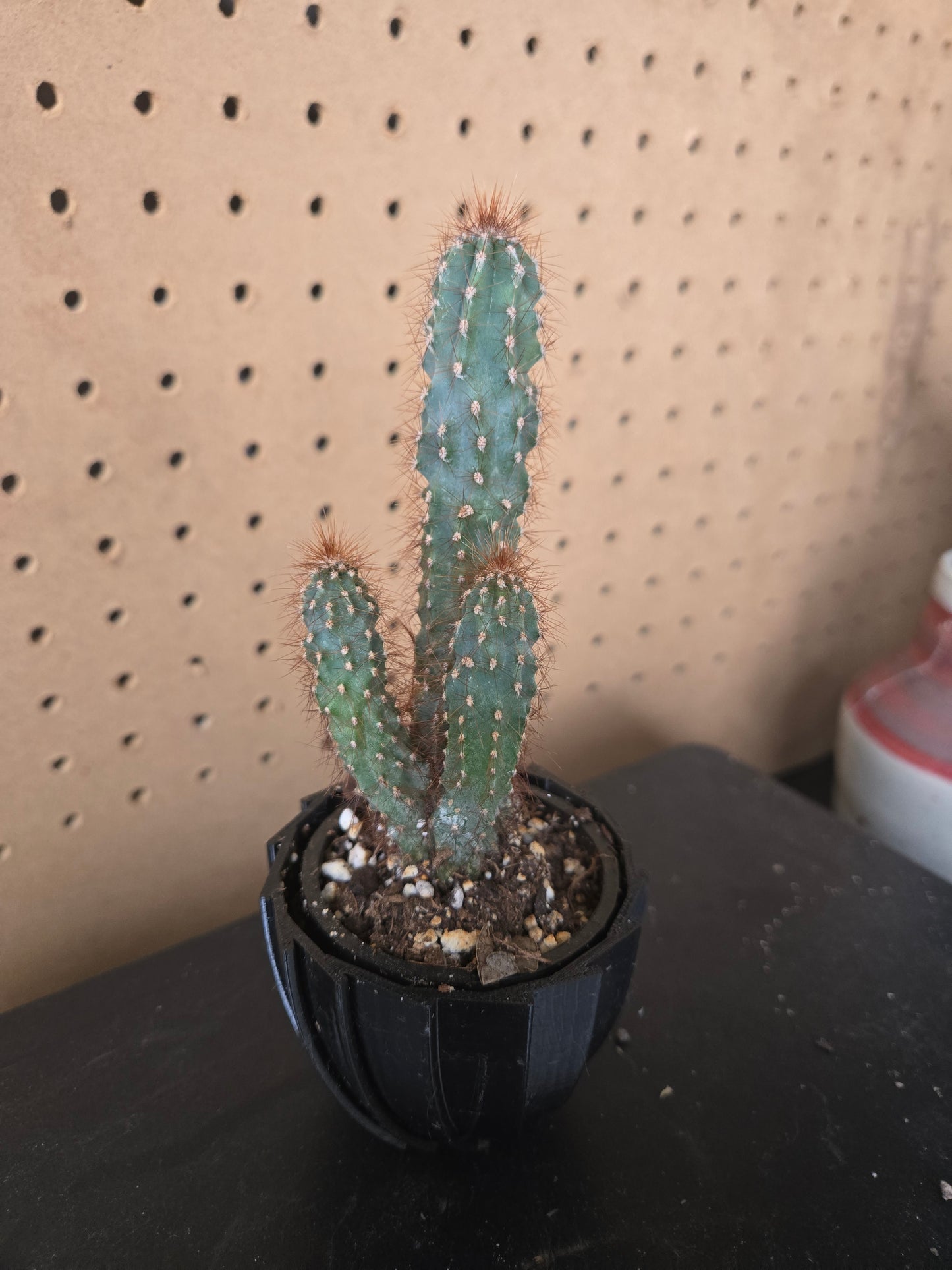 Cereus peruvian monstrose