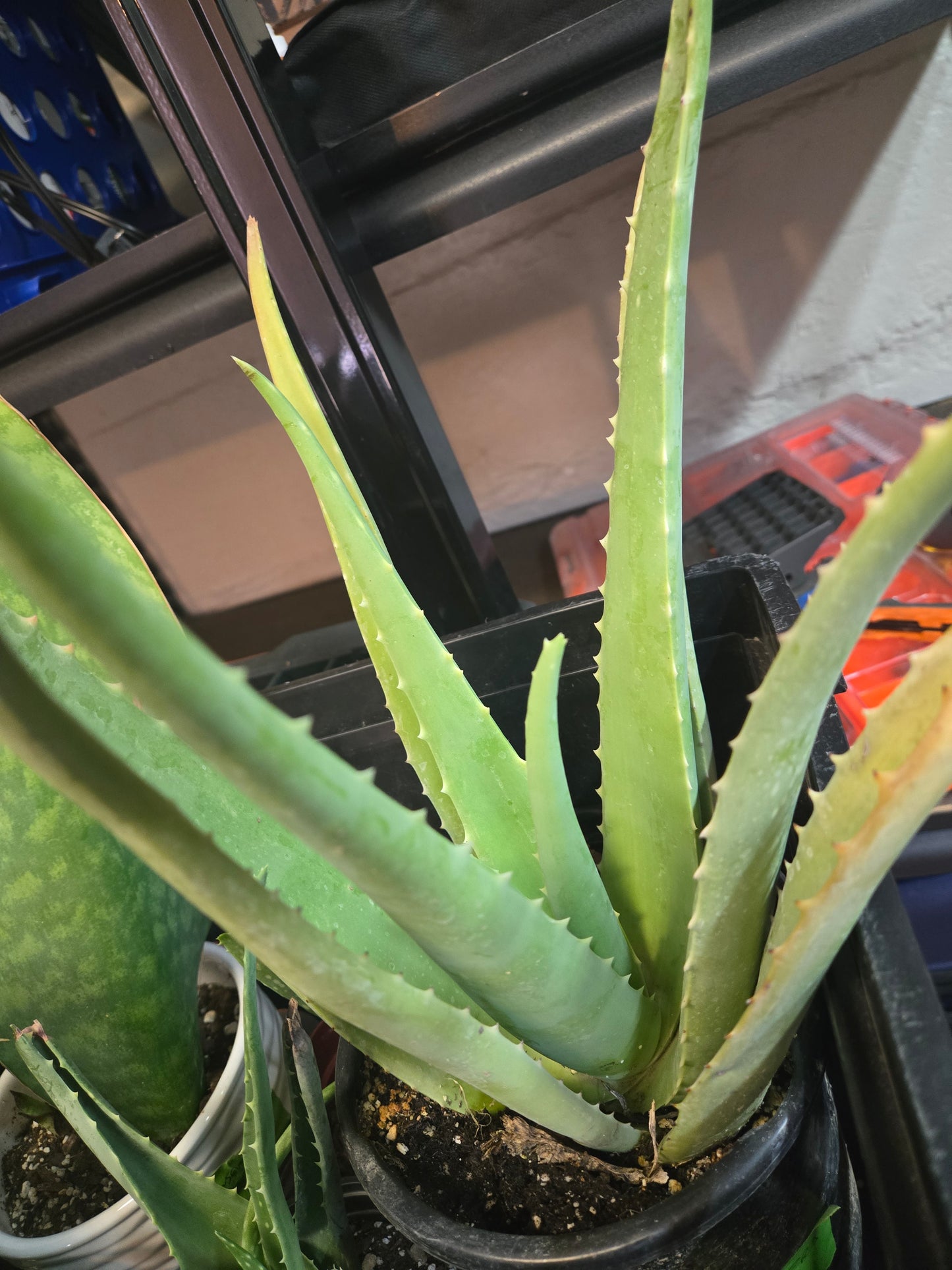 Aloe vera