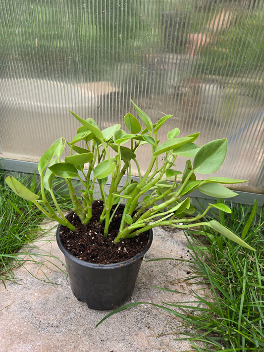 Peperomia Pixie Lime
