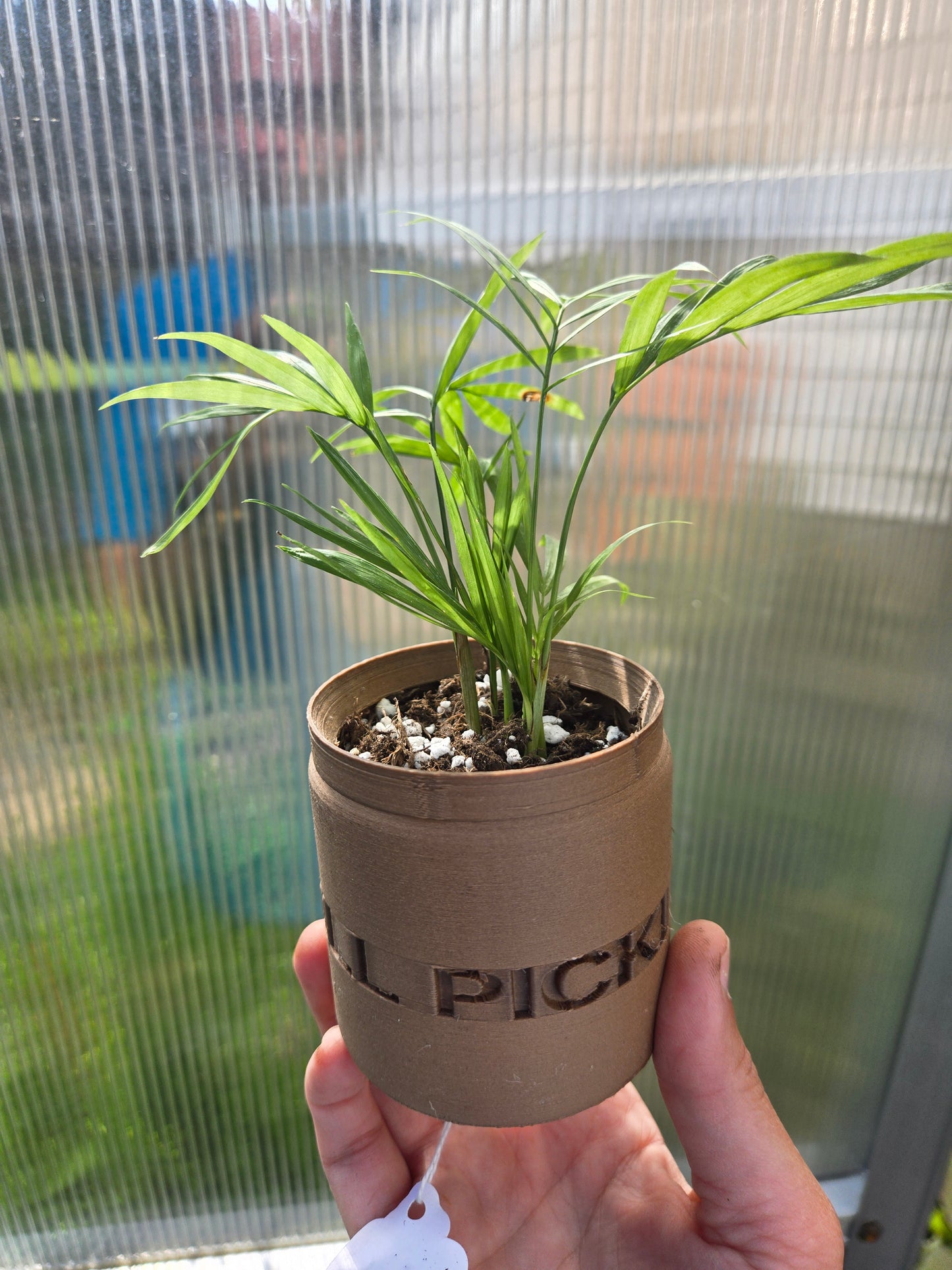 Parlor Palm