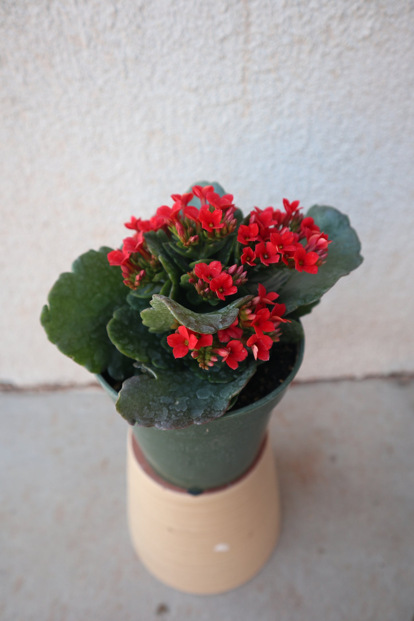 Kalanchoe