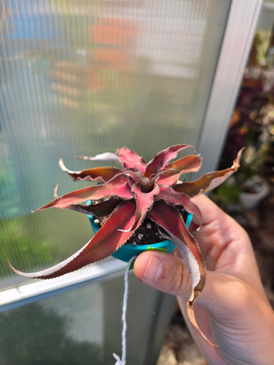 Earth star plant