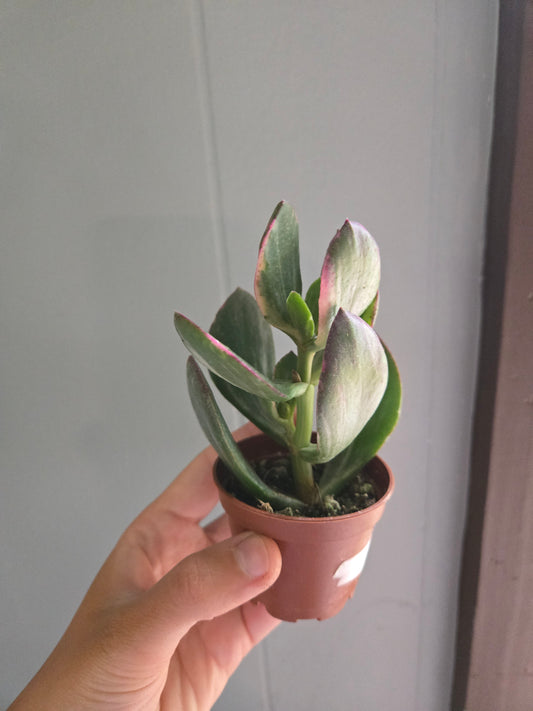 Variegated Jade
