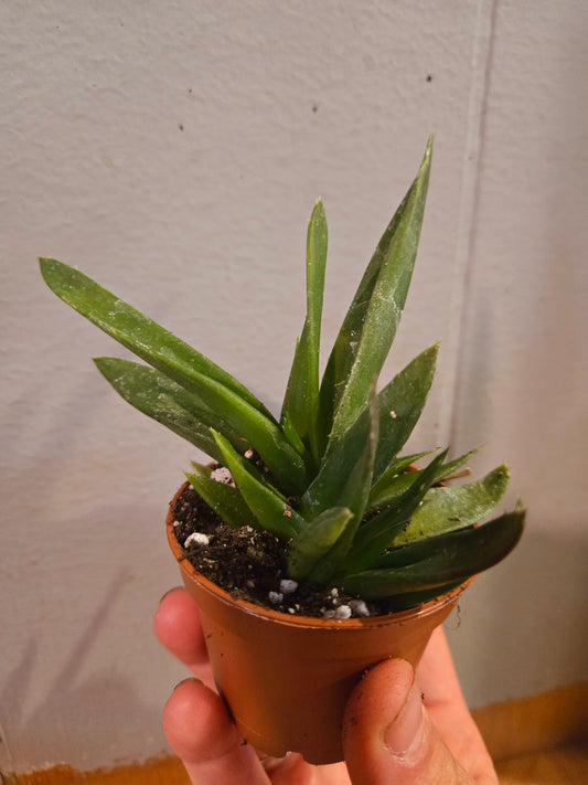 Haworthia pentagona