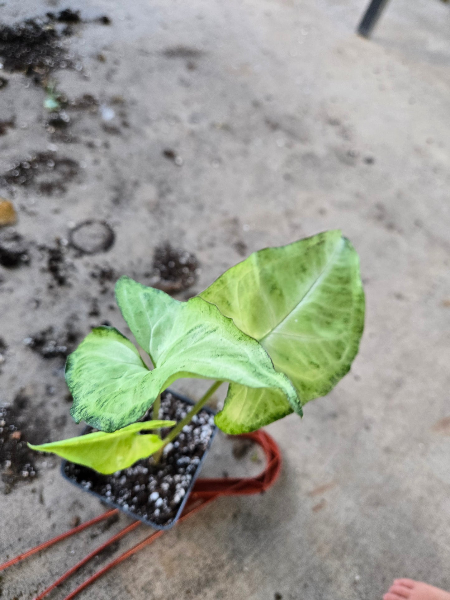 Syngonium White Butterfly
