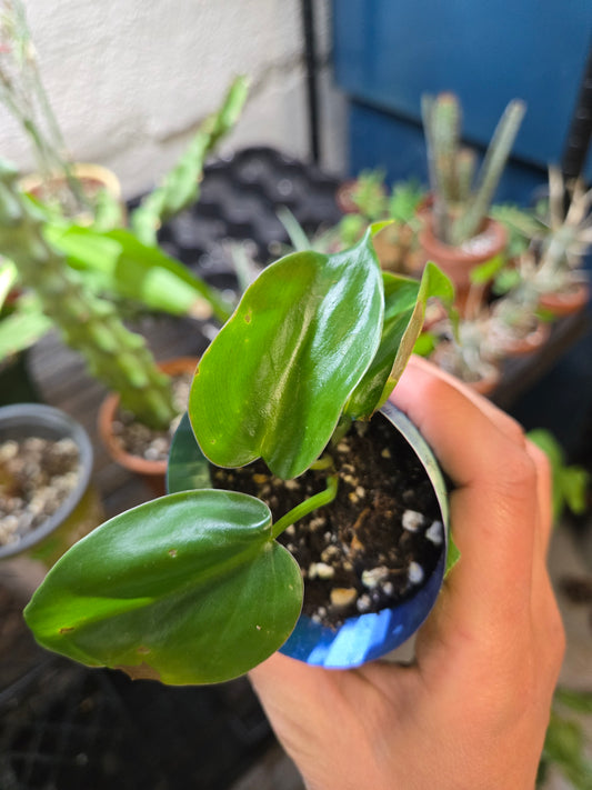 Philodendron silver stripe