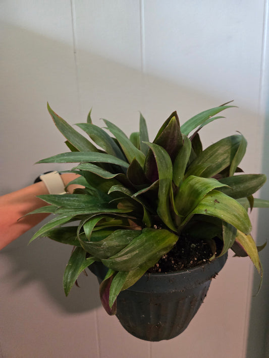 Tradescantia Spathacea