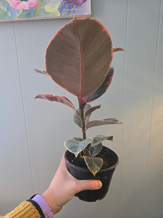 Ficus Ruby