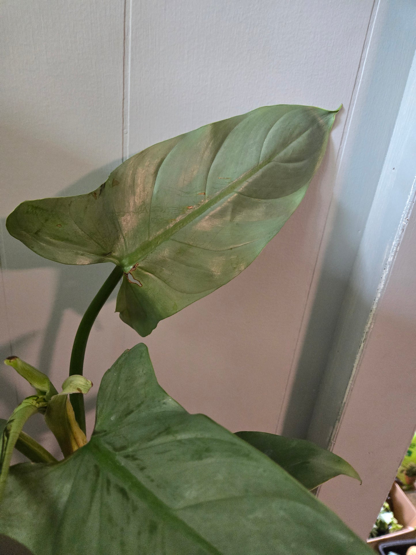 Philodendron Silver Sword