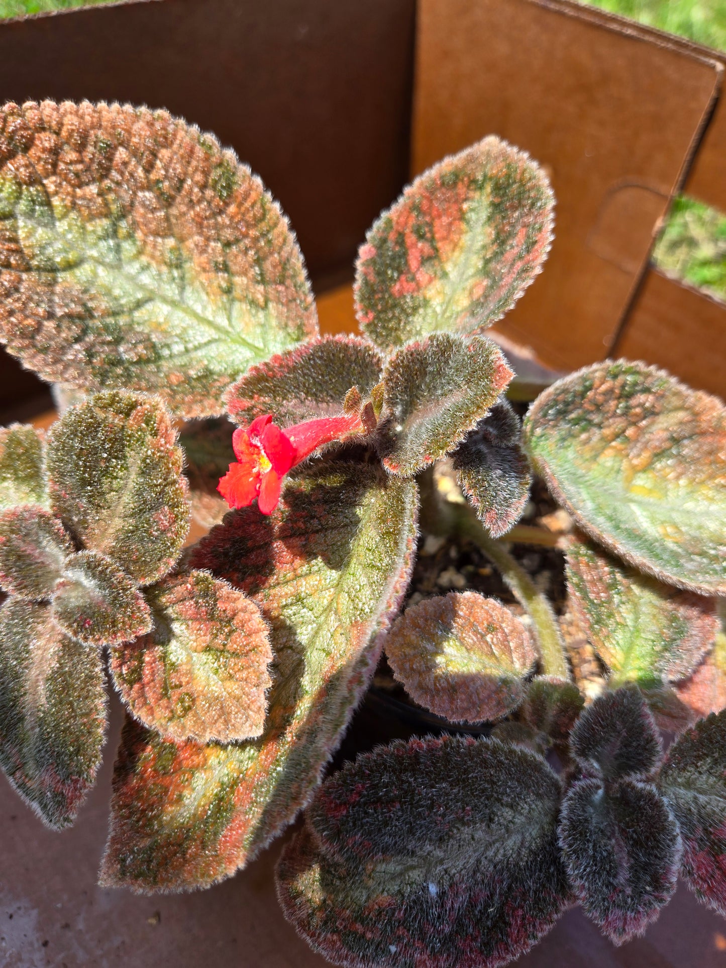 Episcia