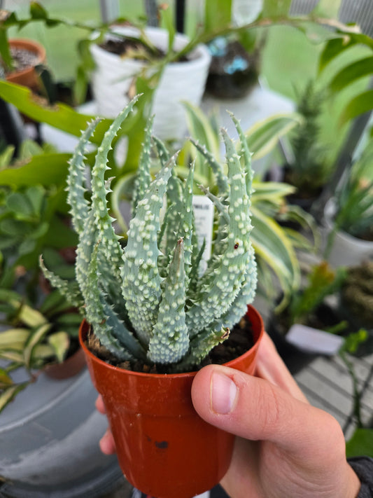 Aloe Humilis